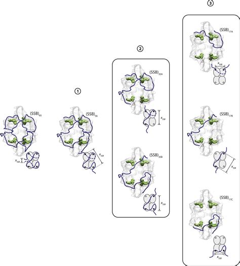 Figures And Data In Structural Dynamics Of E Coli Single Stranded Dna