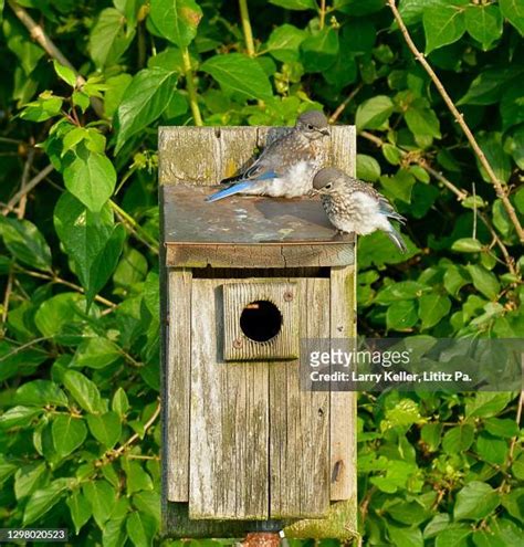 Eastern Bluebird Nesting Box Photos and Premium High Res Pictures ...