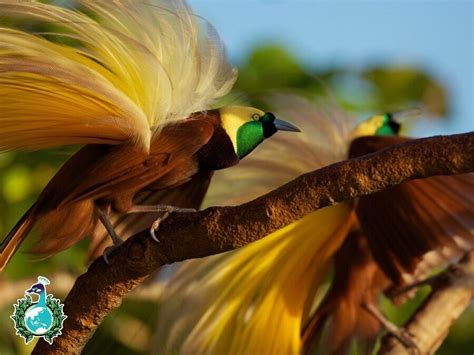 Gambar Burung Cendrawasih Hitam Putih Untuk Kolase / 1 - Lucy Sainthill