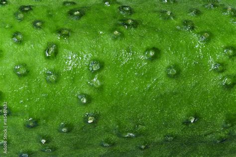 The Texture Of Cucumber Close Up Stock Photo Adobe Stock