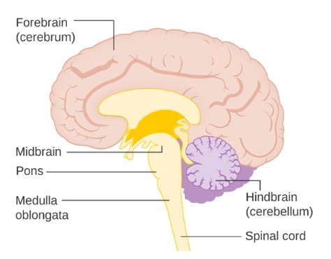 Human Brain Forebrain Midbrain Hindbrain Infinity Learn