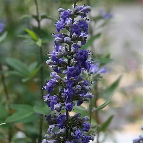 Caryopteris × clandonensis 'Dark Knight' ~ Dark Knight Bluebeard ...