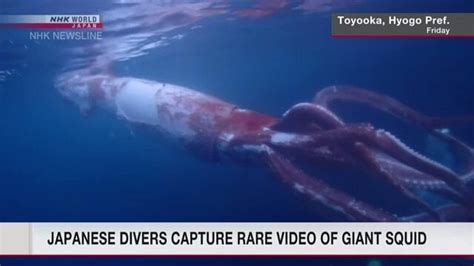 Japanese Divers Shoot Rare Video Of A Giant Squid Swimming Along Coast