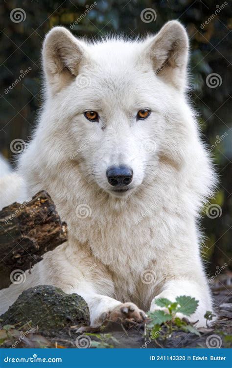 White Wolf Hudson Bay Wolf Canis Lupus Hudsonicus Stock Photo Image