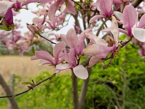 10 Elegant Magnolia Trees for USDA Zone 5