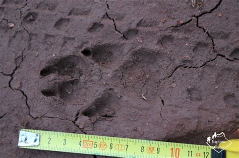 Lo Sciacallo Dorato A Fiav Parco Del Delta Del Po