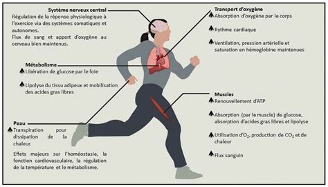 La R Action Du Corps Lors D Un Effort