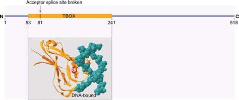 Affected site due to splicing mutation localization of the splice site ...