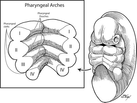 Embryology Of The Oral Structures Operative Techniques In