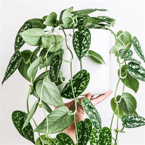 Plant Care Basics Caring For A Satin Pothos The Botanical Bar