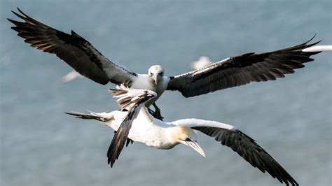 Chilean Mans Bird Flu Infection Has Concerning Mutations World