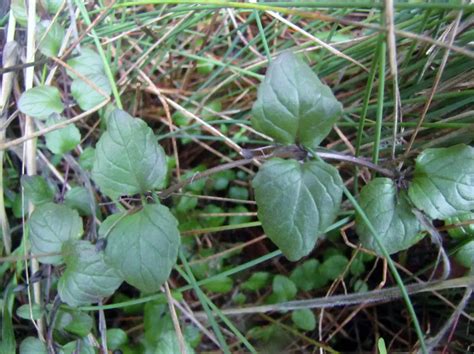 How to Grow Yerba Buena Plant - Home Soils