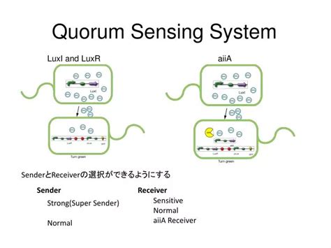 PPT - Quorum Sensing System PowerPoint Presentation, free download - ID ...