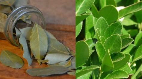 Cómo plantar laurel en casa para mantenerlo fresco y a la mano