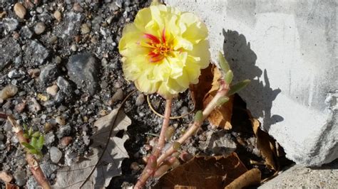 Free Images Yellow Flower Concrete Gray Flowering Plant Flora