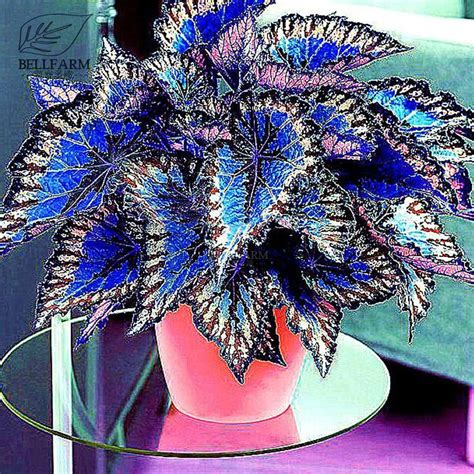 BELLFARM Rare Coleus Bonsai Foliage Plants Seeds 30pcs Perfect Colorful