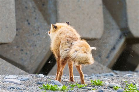 森keiコミミズクロス on Twitter 換毛期のキタキツネ 空に舞う毛が美しい キタキツネ 北海道 写真で感じる北海道