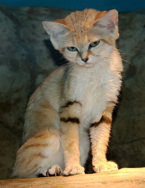 Sand Cat Habitat Facts