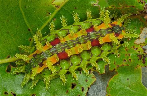 Spiny Oak Slug Caterpillar Euclea Delphinii Frederick Co Flickr