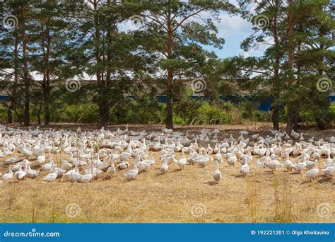 Paisaje De Campo De Verano Gansos De Granja Blancos En La Pradera En