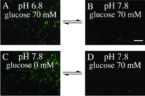 Dual Responsive Mcf 7 Cell Capture And Release On G Ba10 At A Constant Download Scientific