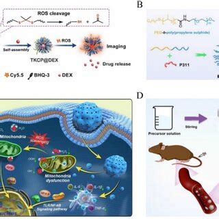 Schematic Diagram Of Microenvironmental Targets Of Pancreatic