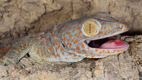tokay gecko species overview  pet engineers