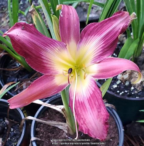 Daylily Hemerocallis Lake Norman Spider In The Daylilies Database