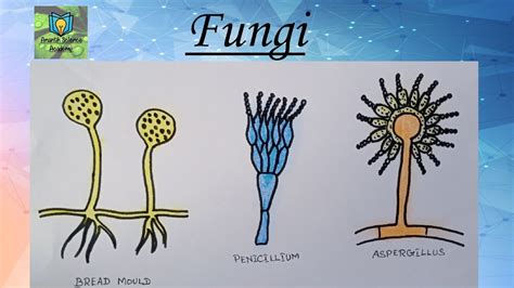 How To Draw Fungi Class 8 Science Youtube