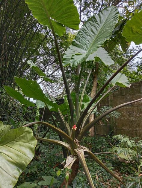 Bira or Alocasia Macrorrhizos is a Plant that Produces Edible Tubers ...