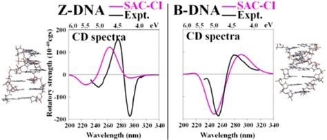 Helical Structure And Circular Dichroism Spectra Of DNA A Theoretical