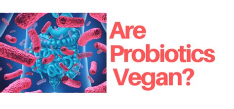 Are Probiotics Vegan? – The Vegan's Pantry