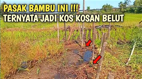 Sudah Aku Duga Pasak Bambu Ini Jadi Sarangnya Belut Seperti Kos