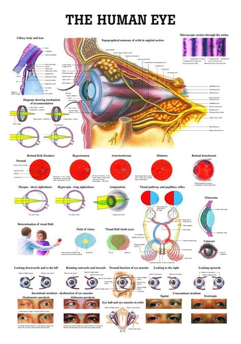 Ruediger CH11LAM The Human Eye Tableau laminé 70 x 100 cm Amazon fr