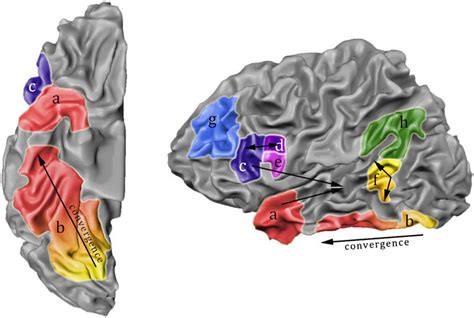 Working Memory Model The Anterior Temporal Pole A Is Believed To Download Scientific Diagram