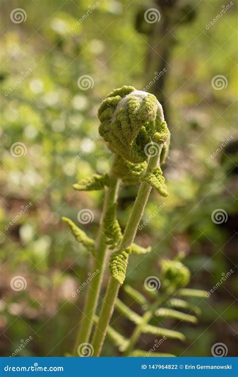 Transformation De Fiddlehead Dans La Foug Re Photo Stock Image Du