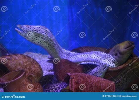 Black Spotted Naked Breasted Eel Stock Photo Image Of Black Spotted