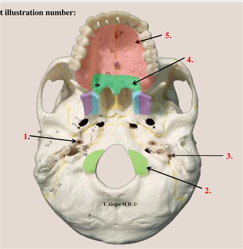 Skull Inferior View Diagram Quizlet