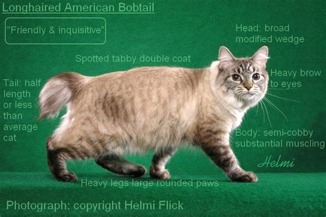 American Bobtail Cat - Scottish Dancers Cattery