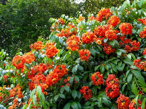 Image Bauhinia kockiana - 434240 - Images and videos of plants and ...