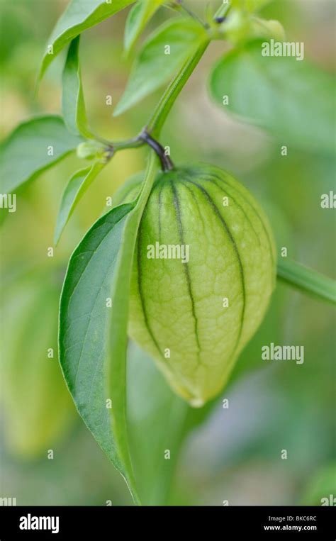 Tomatillo Physalis Ixocarpa Stock Photo Alamy