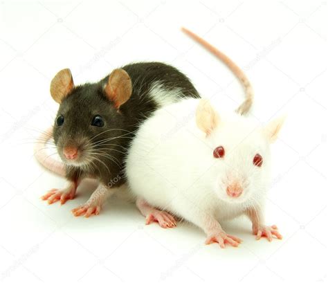 Two Rats — Stock Photo © Ale Ks 1067432