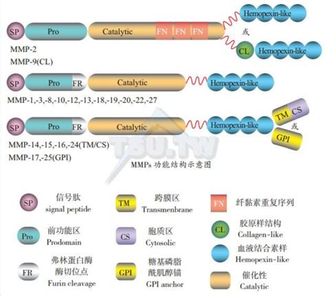 基质金属蛋白酶（matrix Metalloproteinases） 知乎