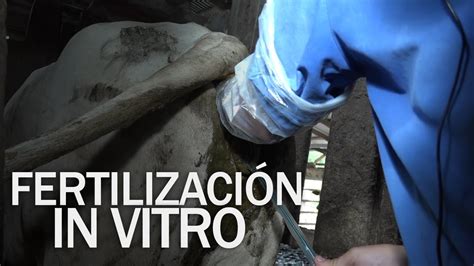 Fertilización In Vitro En Ganado Rysoltv Youtube