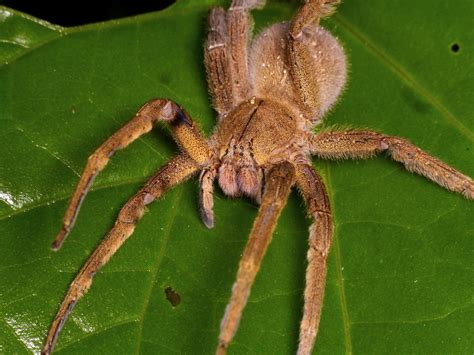 Arañas las inquilinas poco deseadas que invaden la costa este de