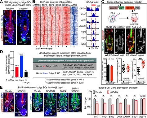 Bmp Psmad Cooperates With Key Transcription Factors On Chromatin To