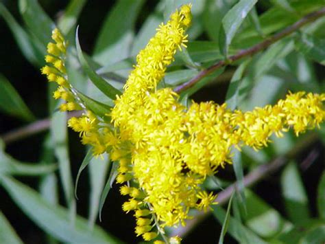 Kentucky State Flower Goldenrod Pictures