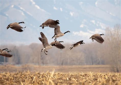 10 Great Goose Hunting Tips