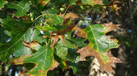 7 Common Oak Tree Diseases: Causes, Treatment & Prevention