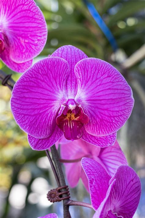 24 Orchid Botanical Garden Ideas To Try This Year SharonSable